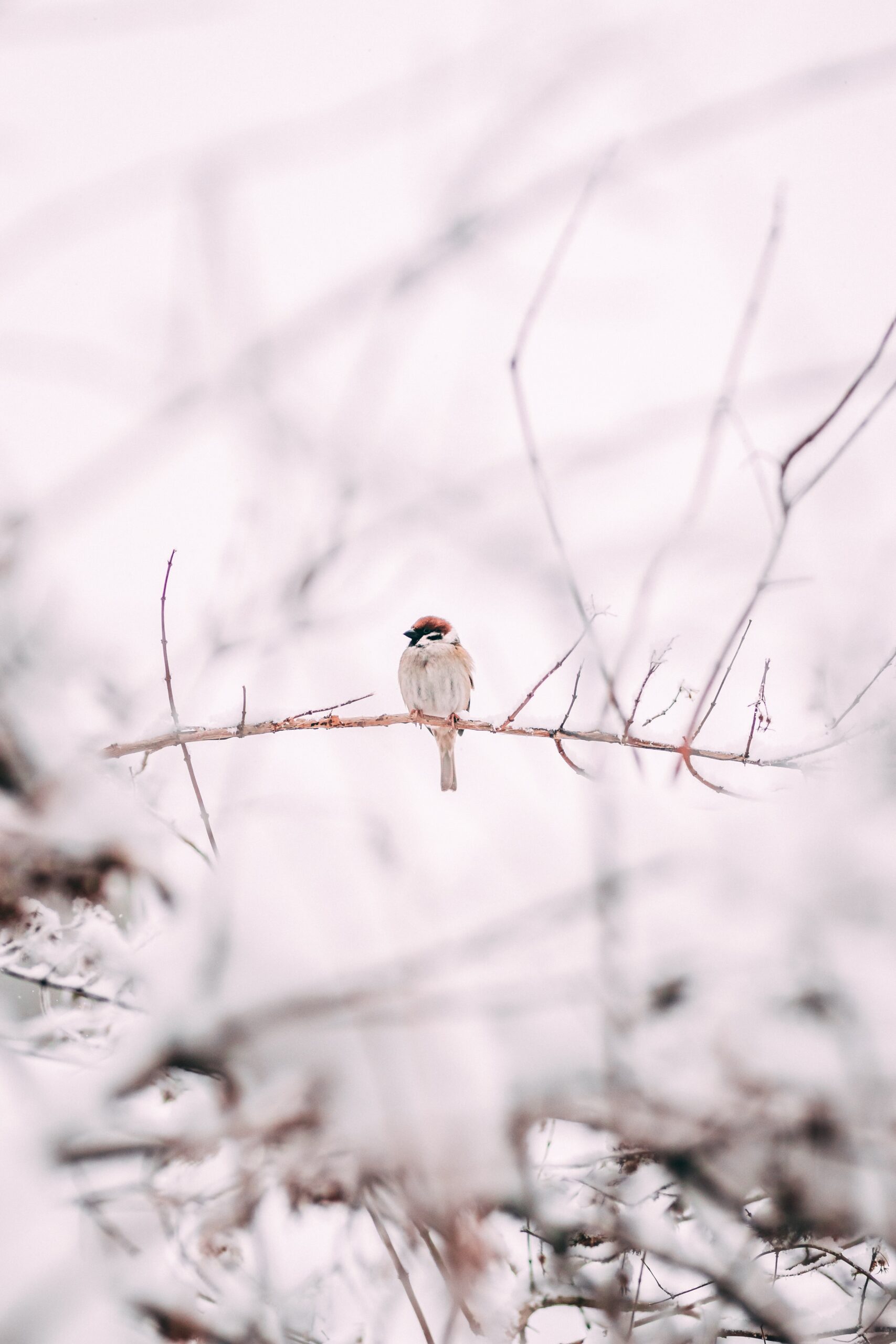 鳥さん発見！