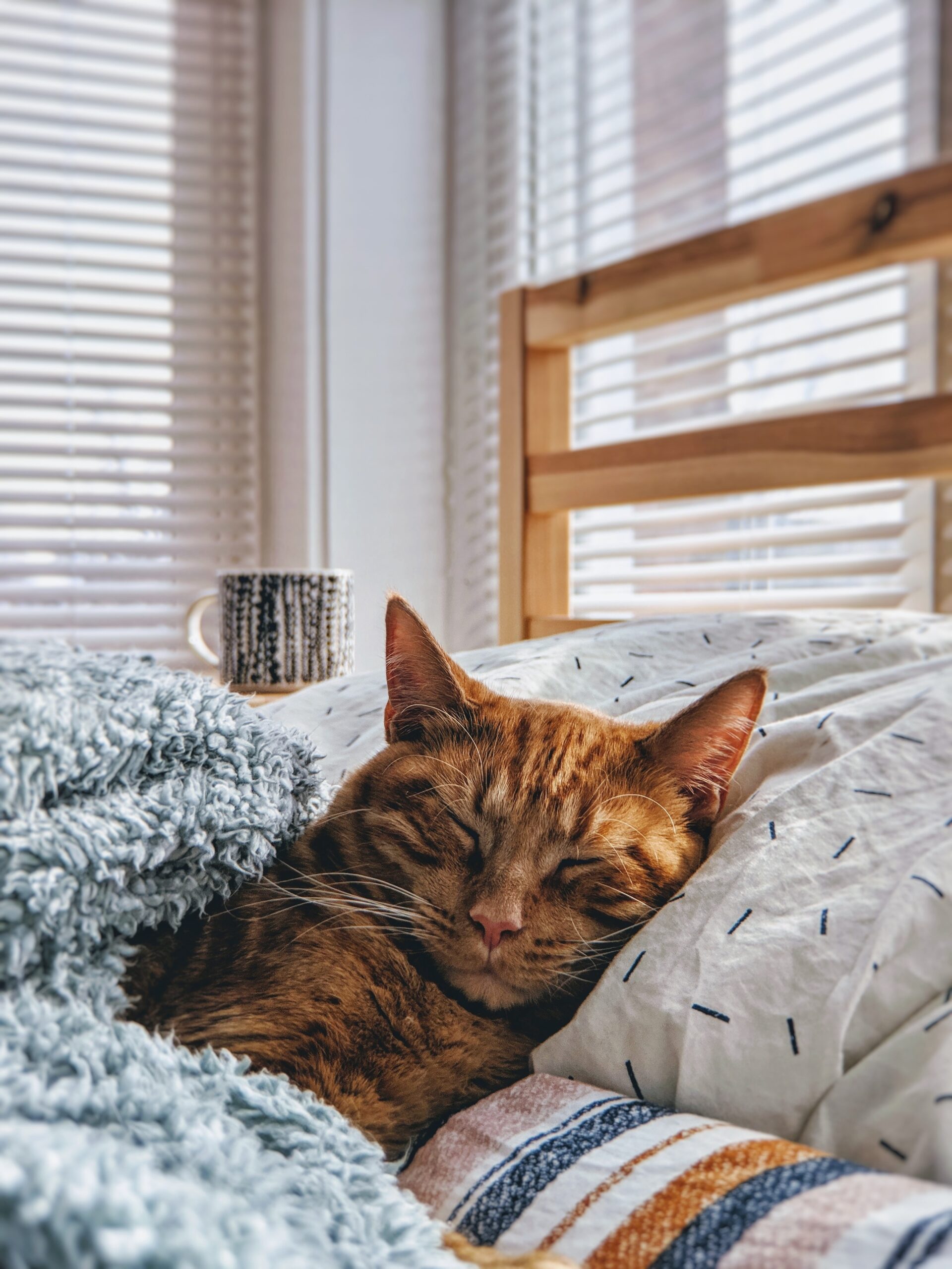 眠いは寝るが勝ち