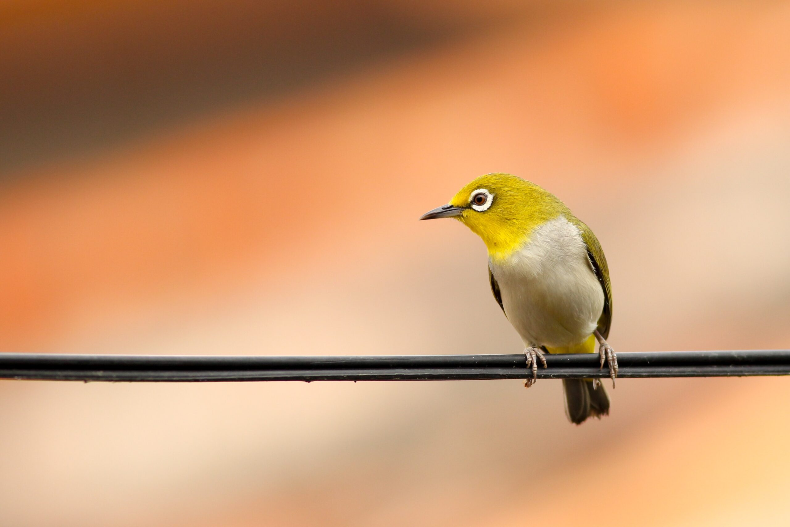 鳥はずっと会える動物？！